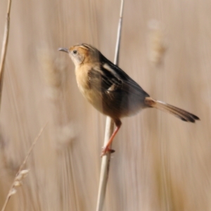 Cisticola exilis at Coombs, ACT - 21 Apr 2023 01:03 PM