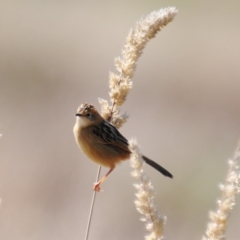 Cisticola exilis at Coombs, ACT - 21 Apr 2023 01:03 PM