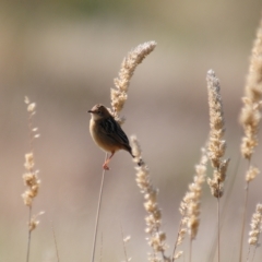 Cisticola exilis at Coombs, ACT - 21 Apr 2023 01:03 PM