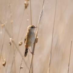 Cisticola exilis at Coombs, ACT - 21 Apr 2023 01:03 PM