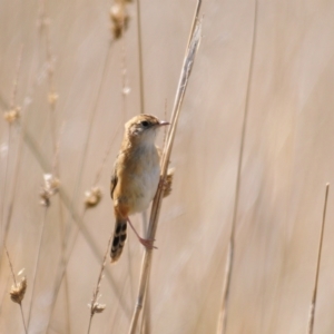 Cisticola exilis at Coombs, ACT - 21 Apr 2023 01:03 PM