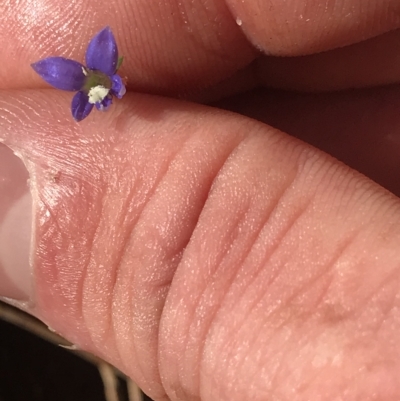 Wahlenbergia sp. (Bluebell) at Fortescue, TAS - 13 Apr 2023 by MattFox