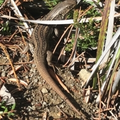 Unidentified Skink at Fortescue, TAS - 13 Apr 2023 by MattFox