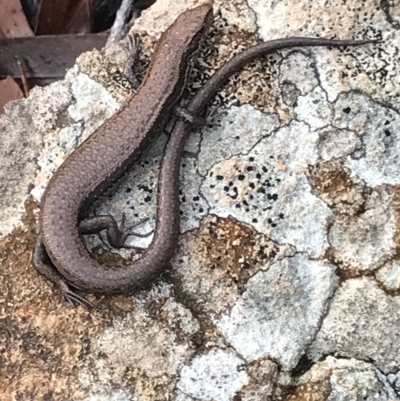 Unidentified Skink at Cape Pillar, TAS - 13 Apr 2023 by MattFox