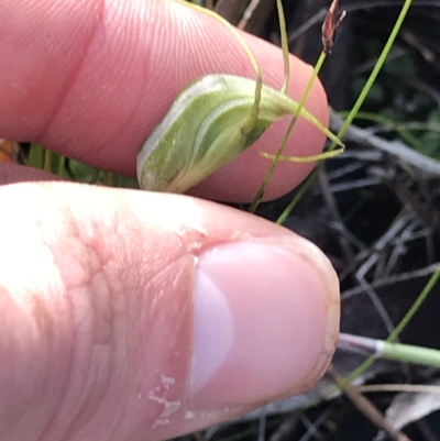 Pterostylis pedoglossa (Prawn Greenhood) at Cape Pillar, TAS - 13 Apr 2023 by MattFox