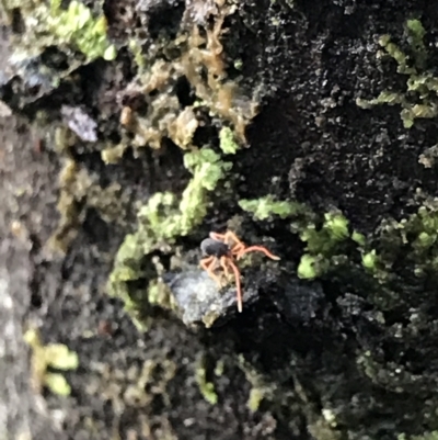 Unidentified Mite and Tick (Acarina) at Fortescue, TAS - 13 Apr 2023 by MattFox