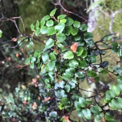Nothofagus cunninghamii at Cape Pillar, TAS - 13 Apr 2023 09:15 AM