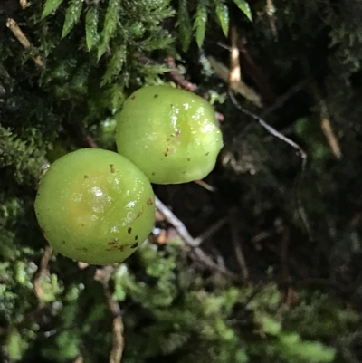 Unidentified Fungus at Fortescue, TAS - 12 Apr 2023 by MattFox