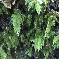 Hymenophyllum flabellatum (Shiny Filmy Fern) at Cape Pillar, TAS - 13 Apr 2023 by MattFox