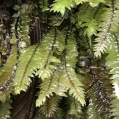 Unidentified Fern or Clubmoss at Cape Pillar, TAS - 12 Apr 2023 by MattFox