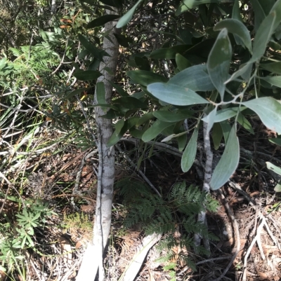 Acacia melanoxylon (Blackwood) at Fortescue, TAS - 13 Apr 2023 by MattFox
