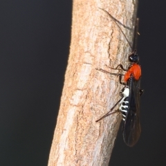 Braconidae (family) (Unidentified braconid wasp) at Wodonga, VIC - 22 Apr 2023 by KylieWaldon
