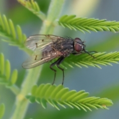 Helina sp. (genus) (Muscid fly) at Wodonga, VIC - 22 Apr 2023 by KylieWaldon