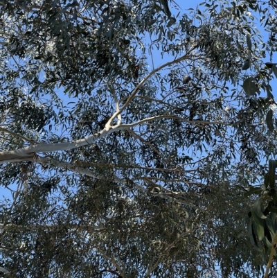 Callocephalon fimbriatum (Gang-gang Cockatoo) at Dickson Wetland - 22 Apr 2023 by Boagshoags