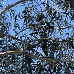 Callocephalon fimbriatum at Dickson, ACT - 22 Apr 2023