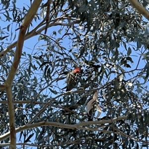 Callocephalon fimbriatum at Dickson, ACT - 22 Apr 2023