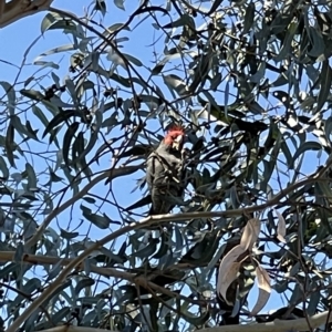 Callocephalon fimbriatum at Dickson, ACT - suppressed