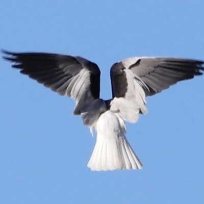 Elanus axillaris (Black-shouldered Kite) at Molonglo Valley, ACT - 21 Apr 2023 by JimL