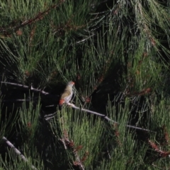 Neochmia temporalis (Red-browed Finch) at Molonglo River Reserve - 21 Apr 2023 by JimL