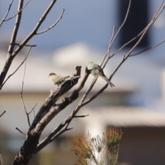 Psephotus haematonotus (Red-rumped Parrot) at Molonglo Valley, ACT - 21 Apr 2023 by JimL