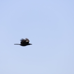 Strepera graculina (Pied Currawong) at Molonglo River Reserve - 21 Apr 2023 by JimL