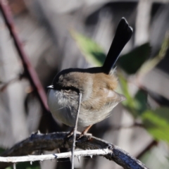 Malurus cyaneus (Superb Fairywren) at Molonglo Valley, ACT - 22 Apr 2023 by JimL