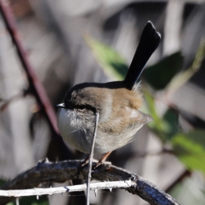 Malurus cyaneus (Superb Fairywren) at Molonglo Valley, ACT - 22 Apr 2023 by JimL