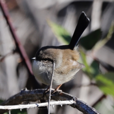 Malurus cyaneus (Superb Fairywren) at Molonglo River Reserve - 21 Apr 2023 by JimL