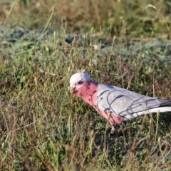 Eolophus roseicapilla (Galah) at Molonglo River Reserve - 21 Apr 2023 by JimL