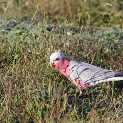 Eolophus roseicapilla (Galah) at Coombs, ACT - 21 Apr 2023 by JimL