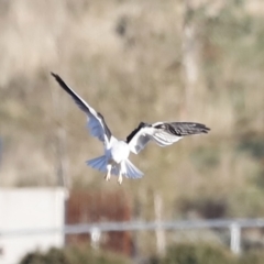 Elanus axillaris (Black-shouldered Kite) at Molonglo River Reserve - 21 Apr 2023 by JimL