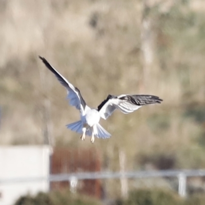 Elanus axillaris (Black-shouldered Kite) at Molonglo Valley, ACT - 22 Apr 2023 by JimL