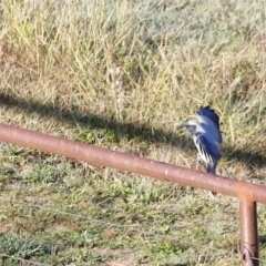 Coracina novaehollandiae (Black-faced Cuckooshrike) at Molonglo Valley, ACT - 22 Apr 2023 by JimL