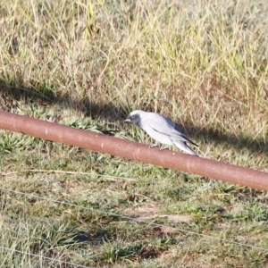 Coracina novaehollandiae at Molonglo Valley, ACT - 22 Apr 2023