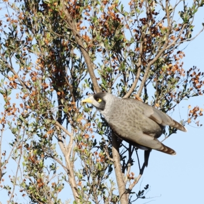 Manorina melanocephala (Noisy Miner) at Molonglo Valley, ACT - 22 Apr 2023 by JimL
