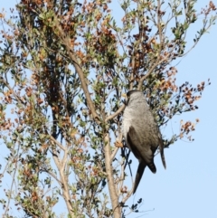 Manorina melanocephala at Molonglo Valley, ACT - 22 Apr 2023