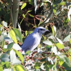 Coracina novaehollandiae (Black-faced Cuckooshrike) at Molonglo Valley, ACT - 22 Apr 2023 by JimL