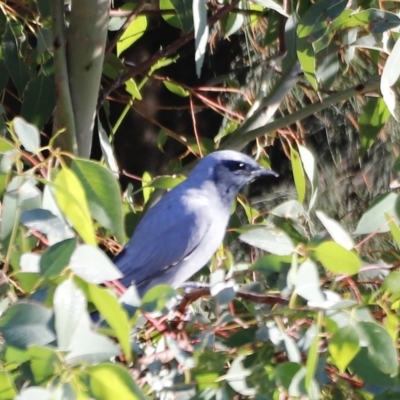 Coracina novaehollandiae (Black-faced Cuckooshrike) at Molonglo Valley, ACT - 22 Apr 2023 by JimL