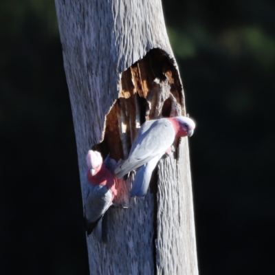 Eolophus roseicapilla (Galah) at Molonglo River Reserve - 21 Apr 2023 by JimL