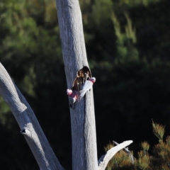 Eolophus roseicapilla at Coombs, ACT - 22 Apr 2023