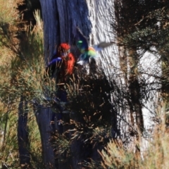 Platycercus elegans (Crimson Rosella) at Coombs, ACT - 22 Apr 2023 by JimL