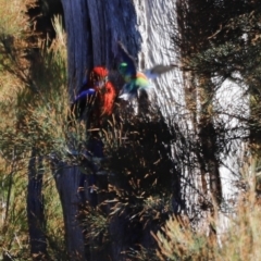 Platycercus elegans (Crimson Rosella) at Molonglo River Reserve - 21 Apr 2023 by JimL