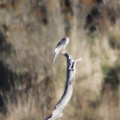 Falco cenchroides (Nankeen Kestrel) at Molonglo Valley, ACT - 21 Apr 2023 by JimL