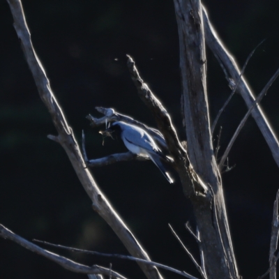 Coracina novaehollandiae (Black-faced Cuckooshrike) at Molonglo River Reserve - 21 Apr 2023 by JimL