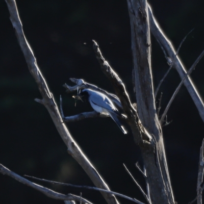 Coracina novaehollandiae (Black-faced Cuckooshrike) at Molonglo Valley, ACT - 22 Apr 2023 by JimL