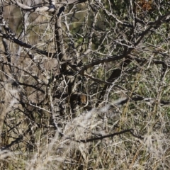 Malurus cyaneus (Superb Fairywren) at Molonglo River Reserve - 21 Apr 2023 by JimL