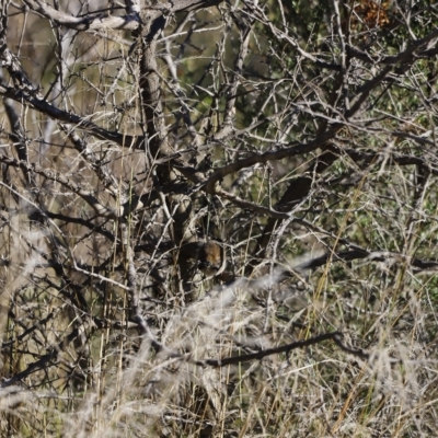 Malurus cyaneus (Superb Fairywren) at Molonglo River Reserve - 21 Apr 2023 by JimL