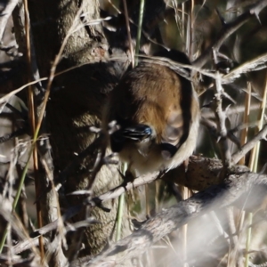 Malurus cyaneus at Molonglo Valley, ACT - 22 Apr 2023