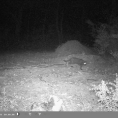 Felis catus (Feral Cat) at Oakdale, NSW - 22 Apr 2023 by bufferzone