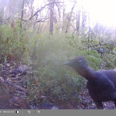 Menura novaehollandiae (Superb Lyrebird) at Oakdale, NSW - 22 Apr 2023 by bufferzone